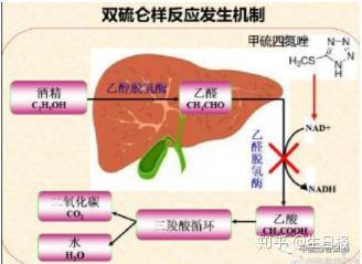 “酒后用头孢”和“用头孢后喝酒”有什么不一样? - 知乎