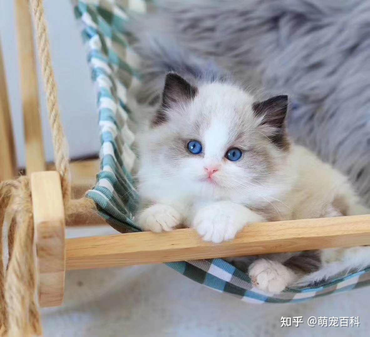 新手如何饲养布偶猫