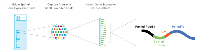 Visium 空间转录组:可视化观察组织中的基因表达 - 知乎