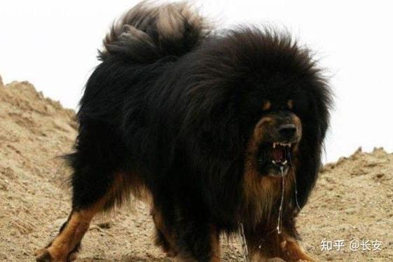 全球十大猛犬排名，藏獒前三都进不了，你猜猜第一名猛犬? - 知乎