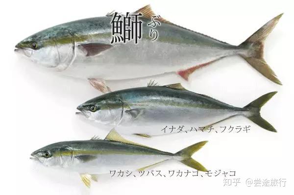 日本料理顶级食材——冰见寒鰤 - 知乎