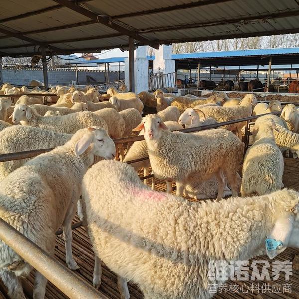 羊饲料怎么配比,圈养羊的颗粒饲料配方 - 知乎