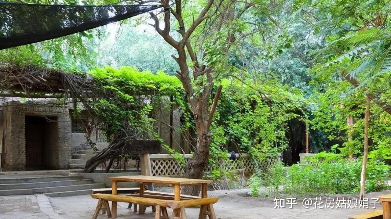 家有小院,一定要种棵树,适合种在院子里的5种树,选一棵种上吧 - 知乎