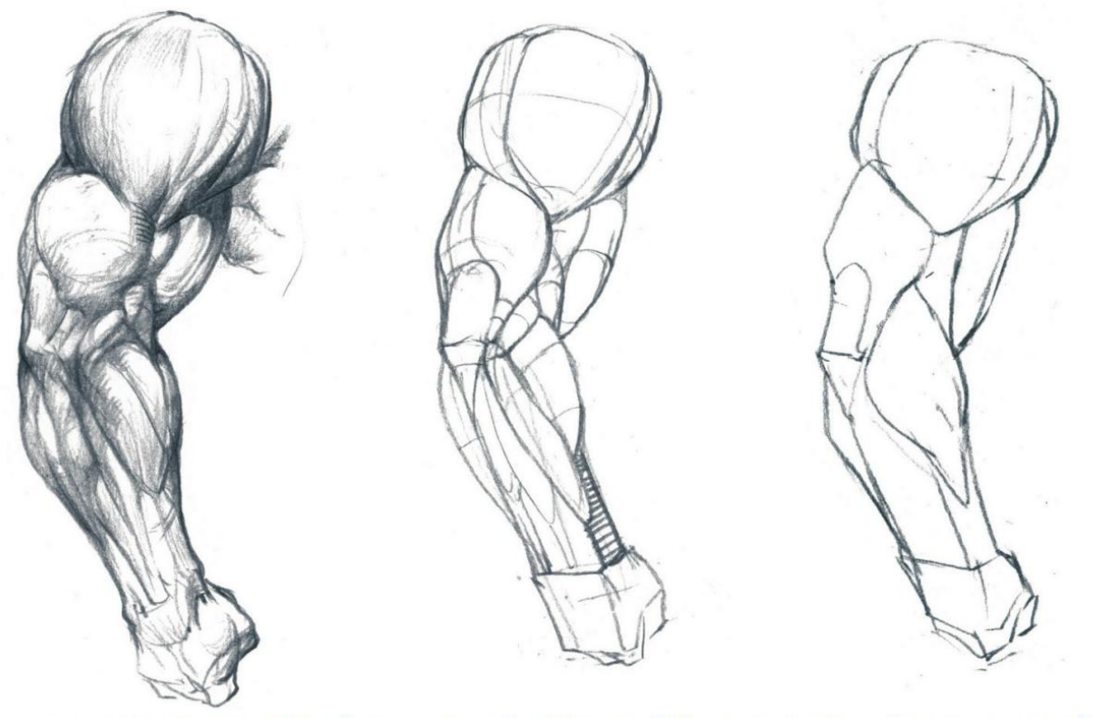 人体绘画基础之手臂肌肉教程