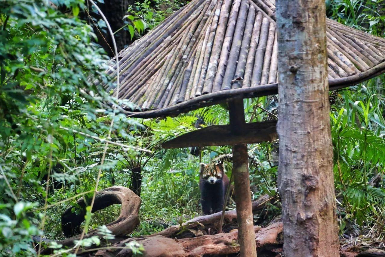 小熊猫庄园别墅酒店，一个安静地躺在云南原始森林中的酒店|云南|酒店|小熊猫_新浪新闻