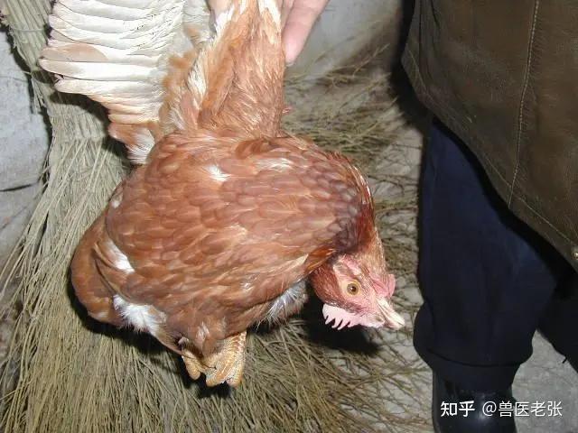 鸡歪脖子最快解决的办法是什么?鸡歪脖子是什么病?这里有好方法 - 知乎