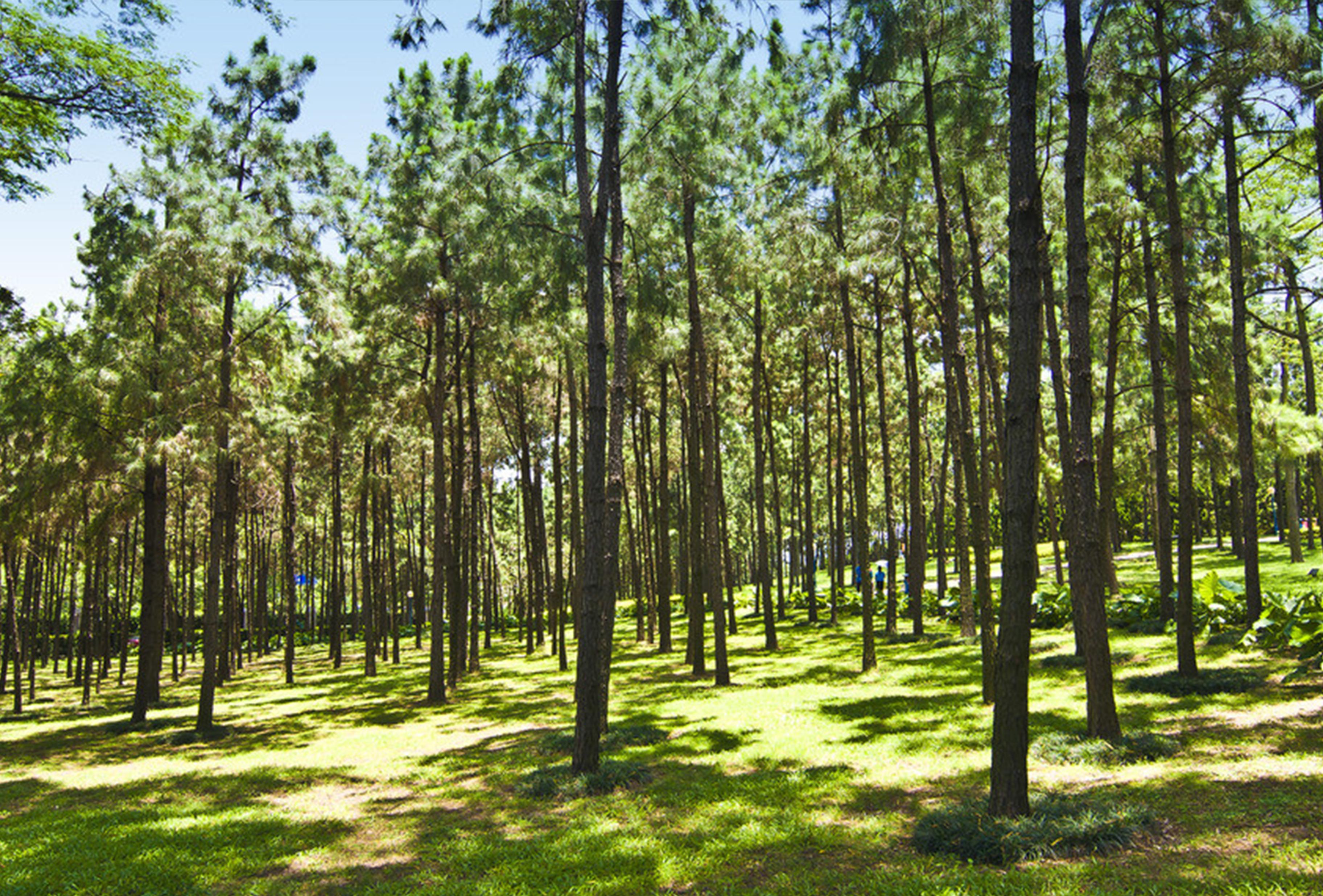 单人手持扫描仪8分钟搞定1000平方米的林区三维数据采集