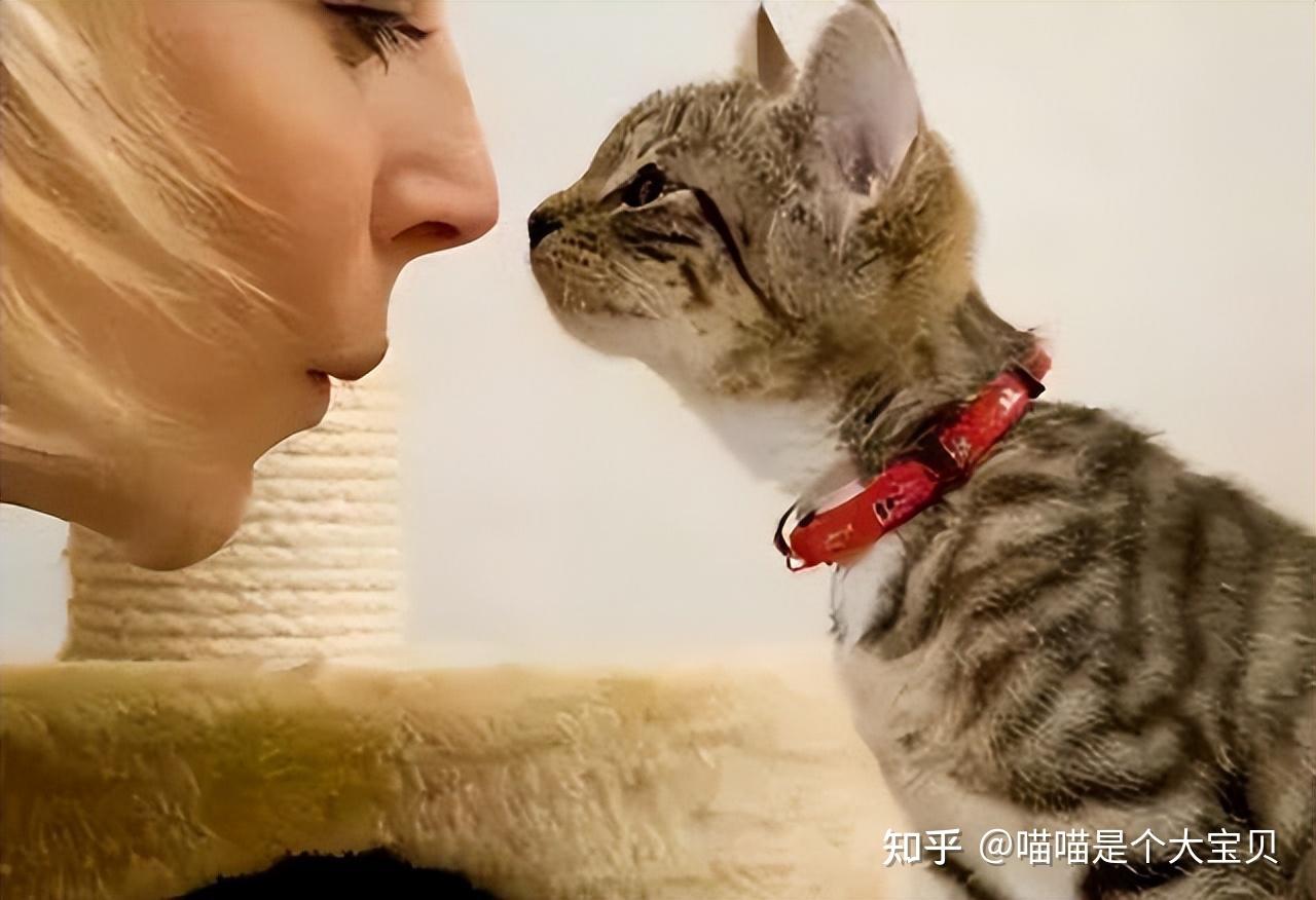 猫咪“鼻吻”你，其实是在给你这些信号，说明它真的爱你 - 知乎