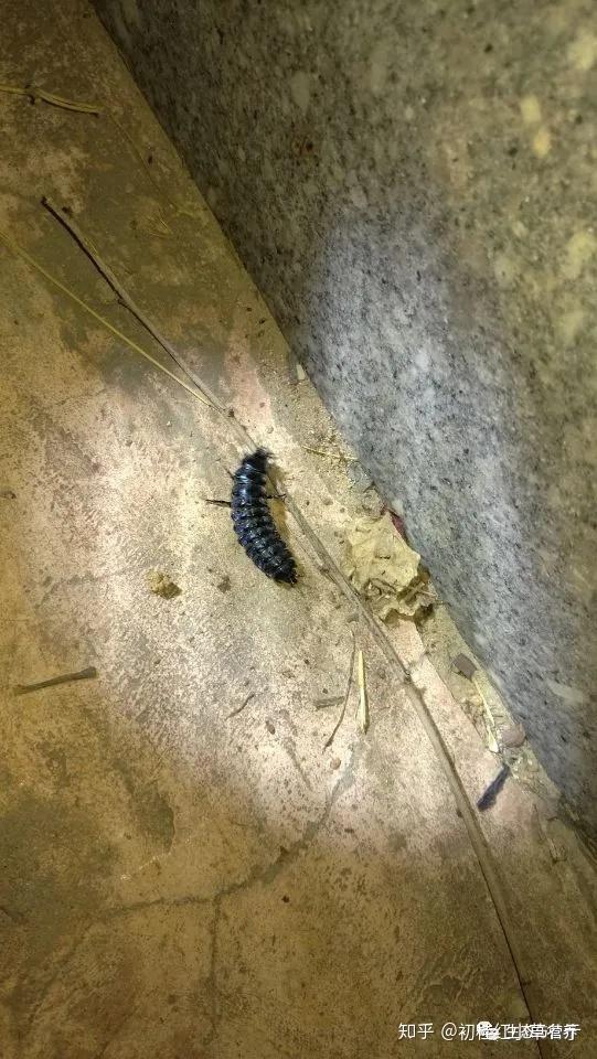 步甲虫幼虫图片图片