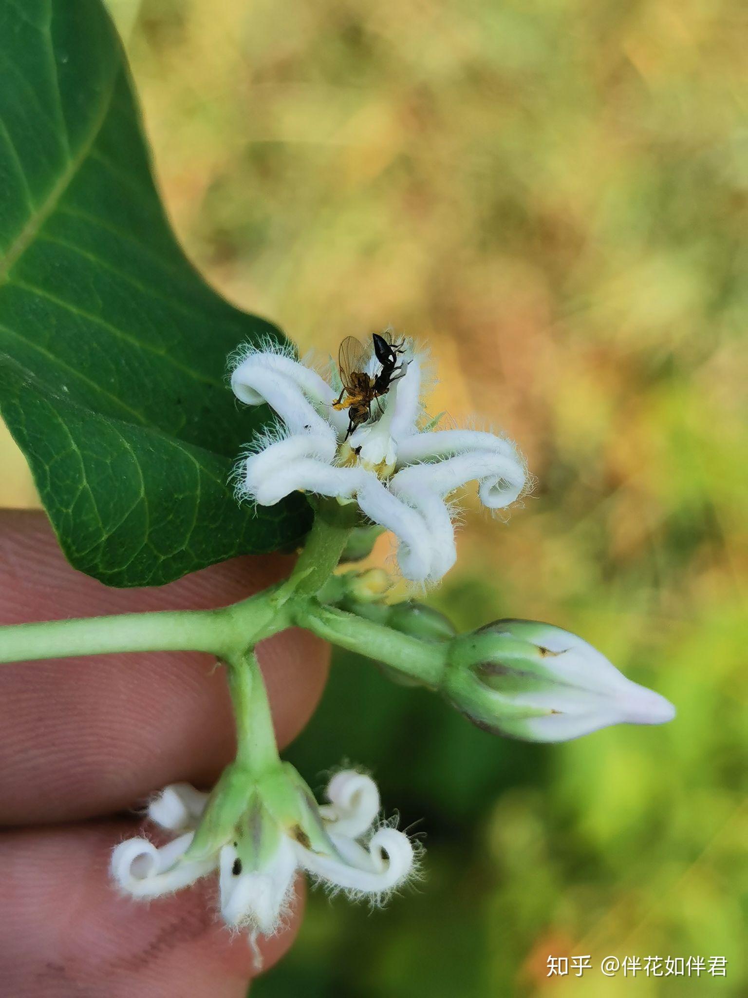 螟继前几次观察到萝藦的合蕊柱困死鹿蛾和缺角天蛾后(请看前一篇文章