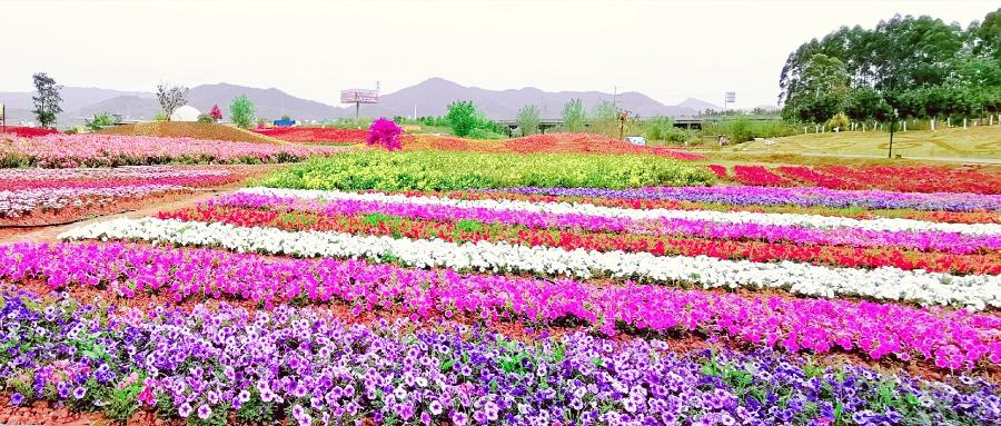 成都周边100个亲子游宝地9蔚然花海