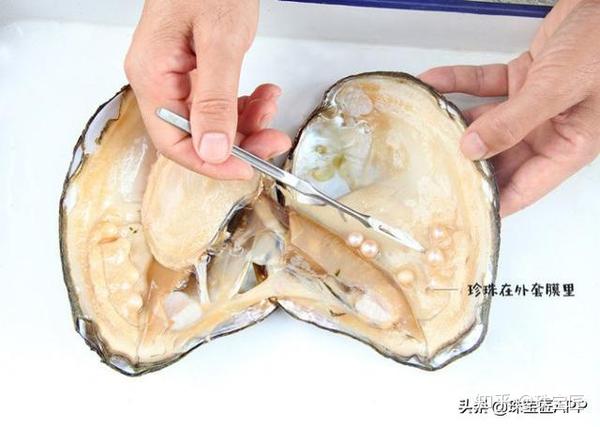 吃河蚌真的会一口咬到珍珠吗 不可能的 能产珍珠的贝壳有几种 男霸网