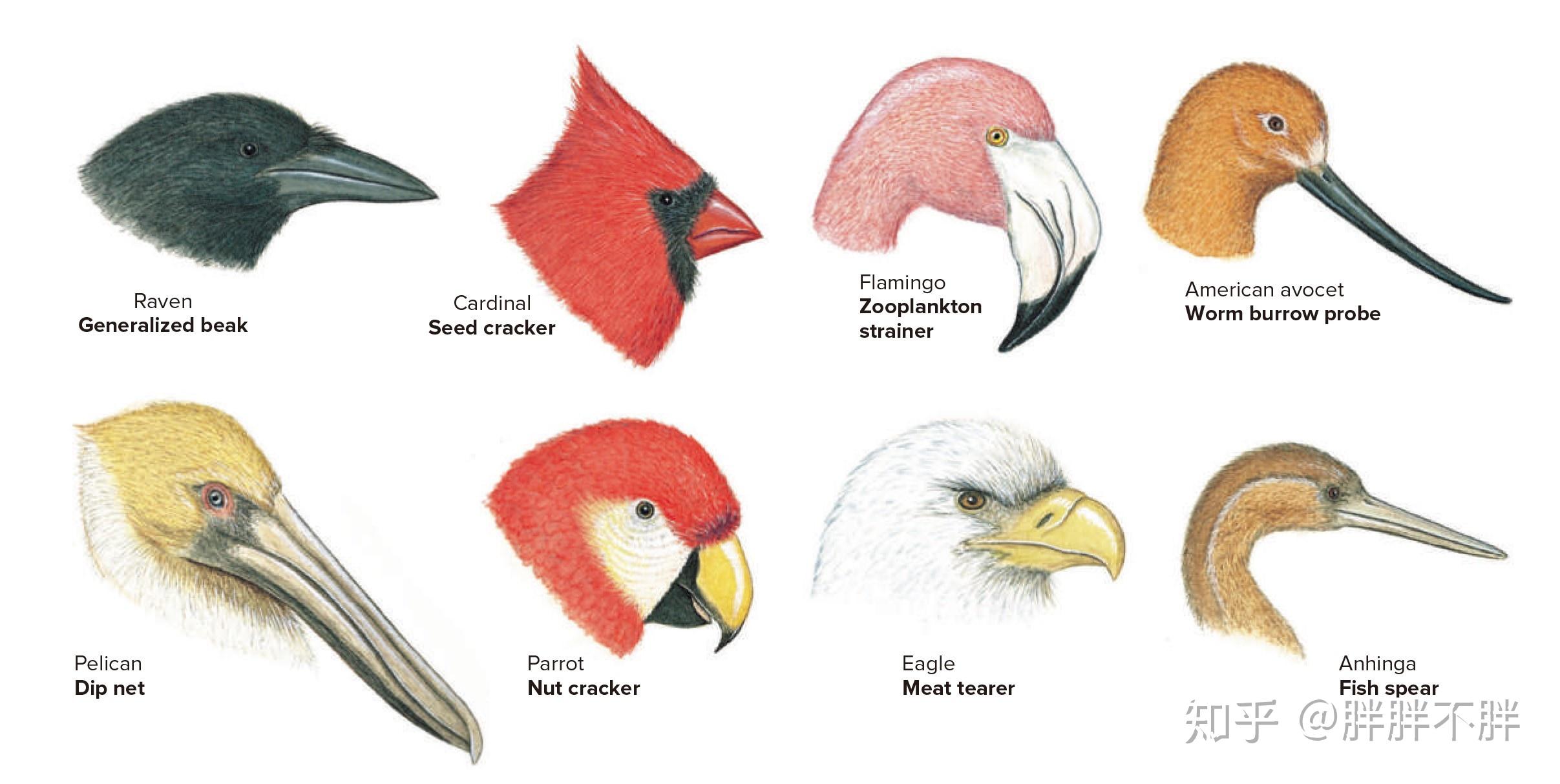 elongate and s-shaped;forelimbs modified aswings; endothermic