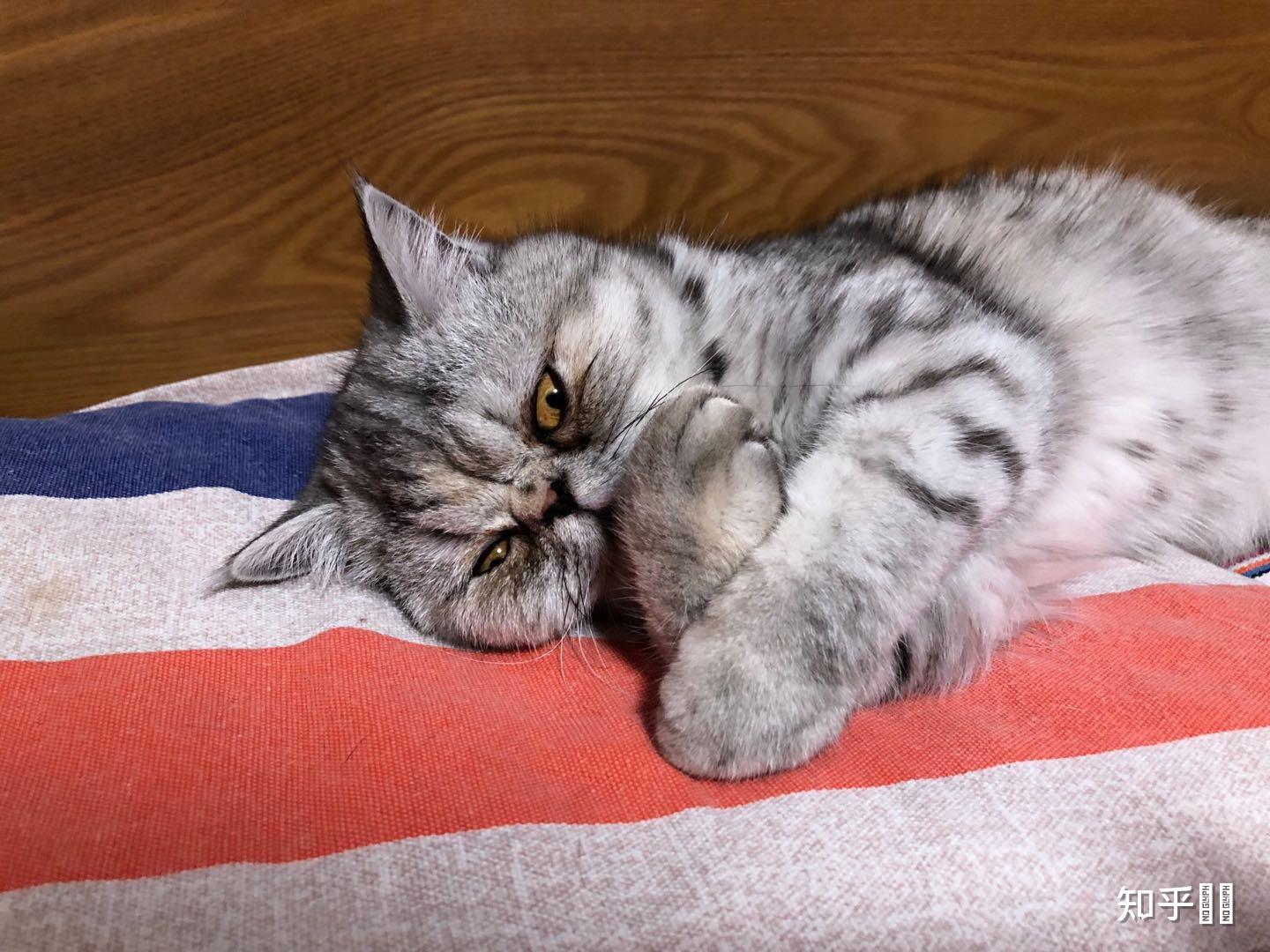 感觉家里的猫咪总用一种轻视的眼神看我,怎样才能在它面前树立威严?