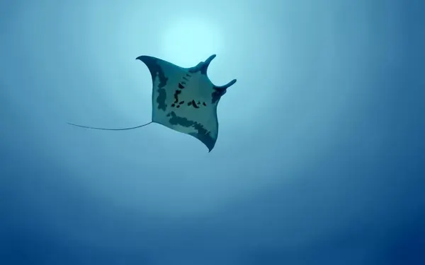 你知道Manta、蝠鲼、魔鬼鱼、魟鱼有什么区别吗?|澳大利亚小众旅行攻略 - 知乎