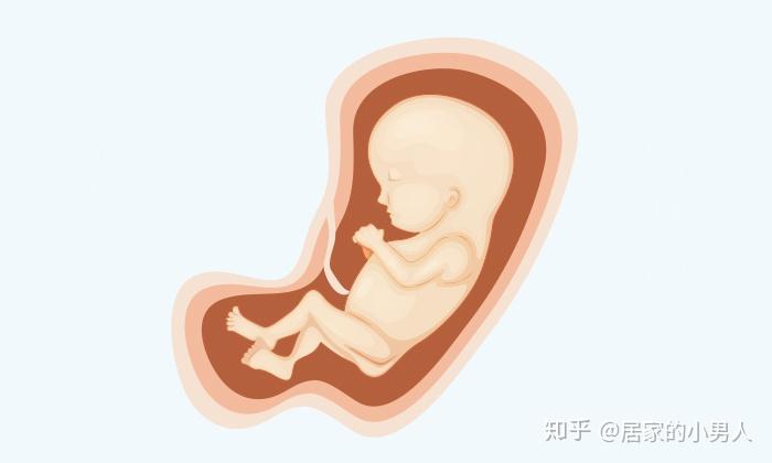 怀胎十月胎儿发育全过程图解,快看看宝宝长成什么样了! - 知乎