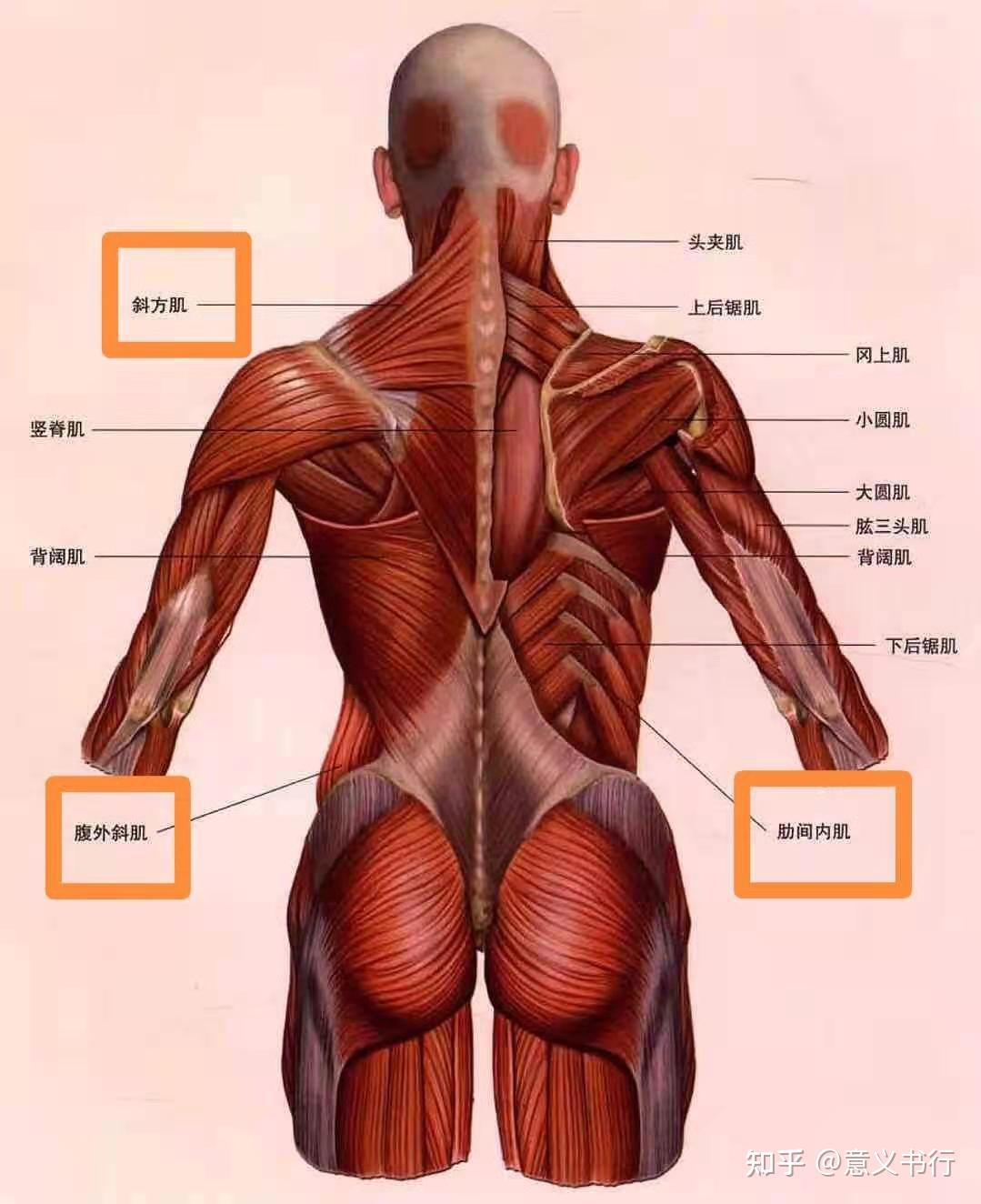 注意的躯干上的主要肌肉