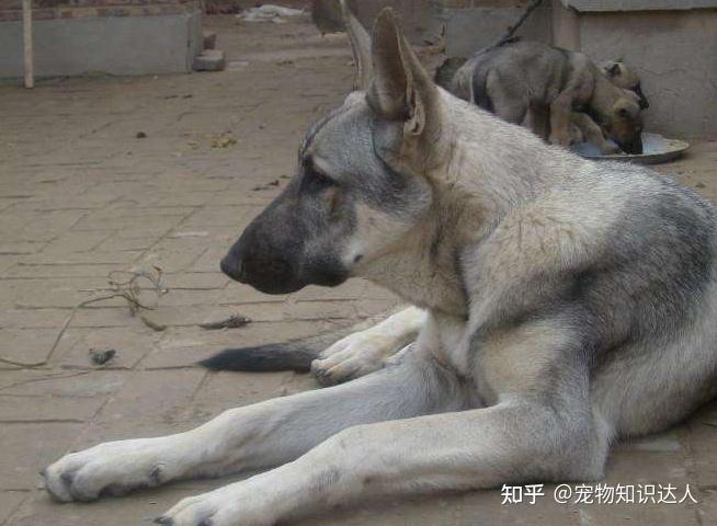 狼青犬其實是一隻不太忠心的犬種,如果從小沒有對它進行訓練的話,那麼