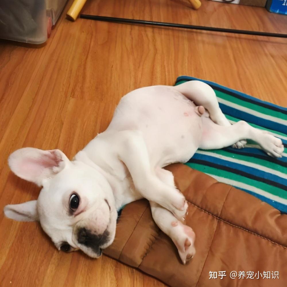 法斗平时喜欢侧躺露出肚子睡觉,说明它对主人是比较喜欢和认可的.