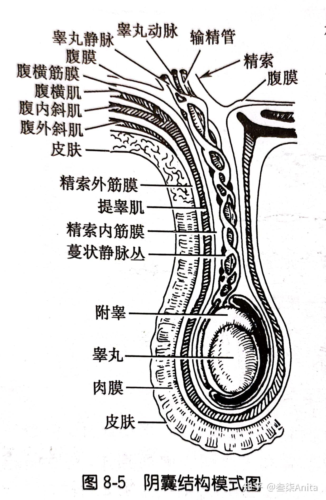 纵向与横截面的阴茎睾丸,附睾及输精管的初始部分在侧视图中衍生种子
