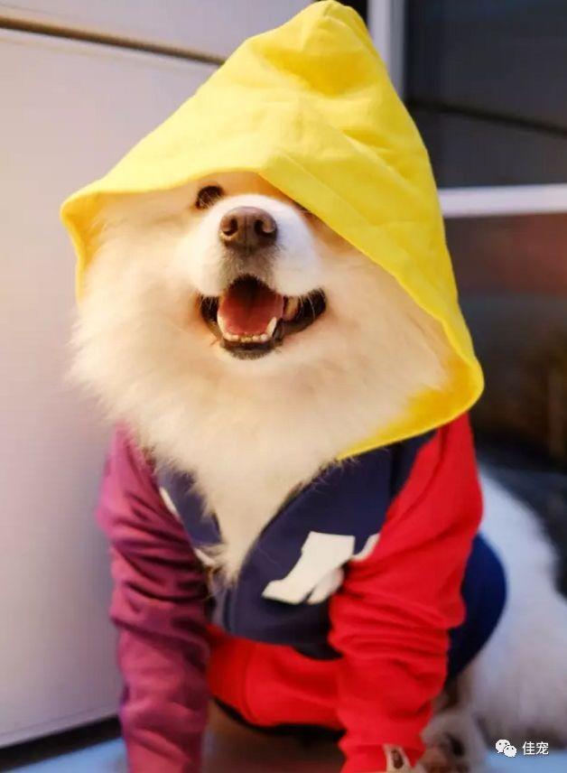 微博10大人气网红狗帅翻了