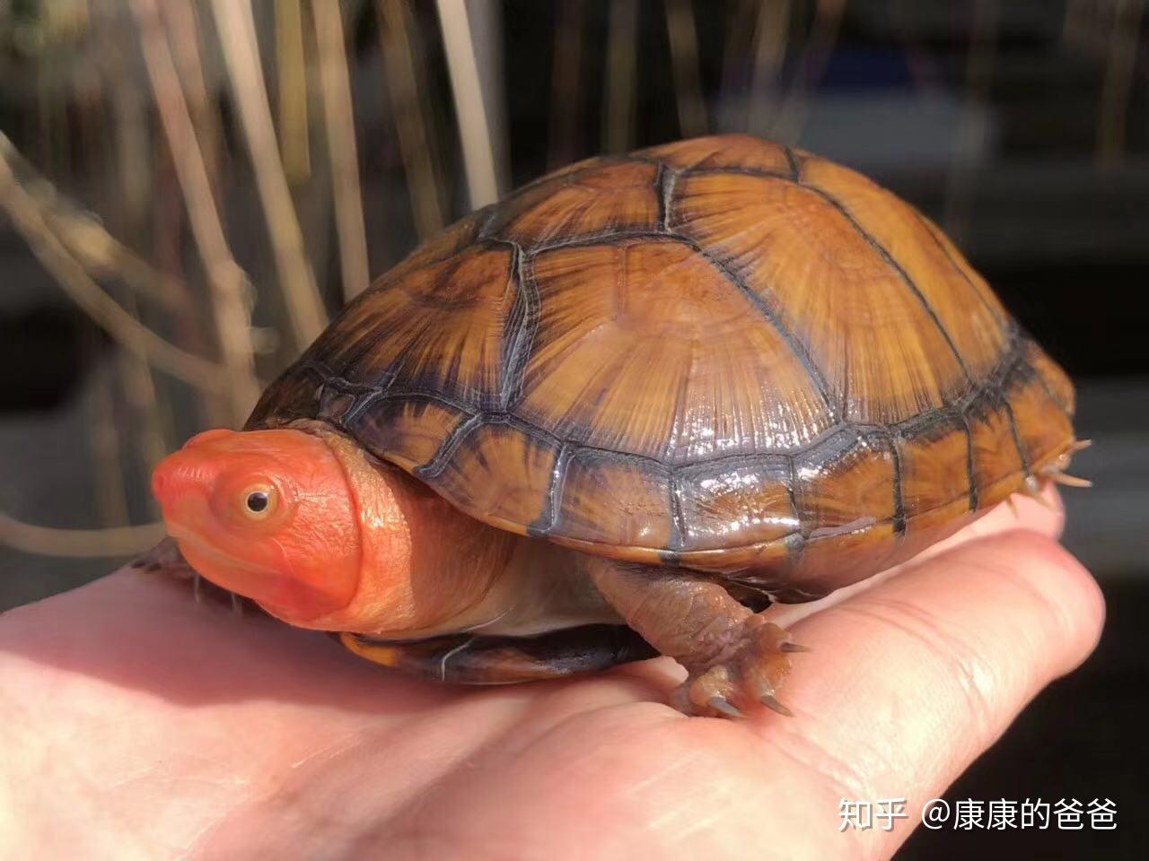 纪念我的红面蛋龟 - 哔哩哔哩