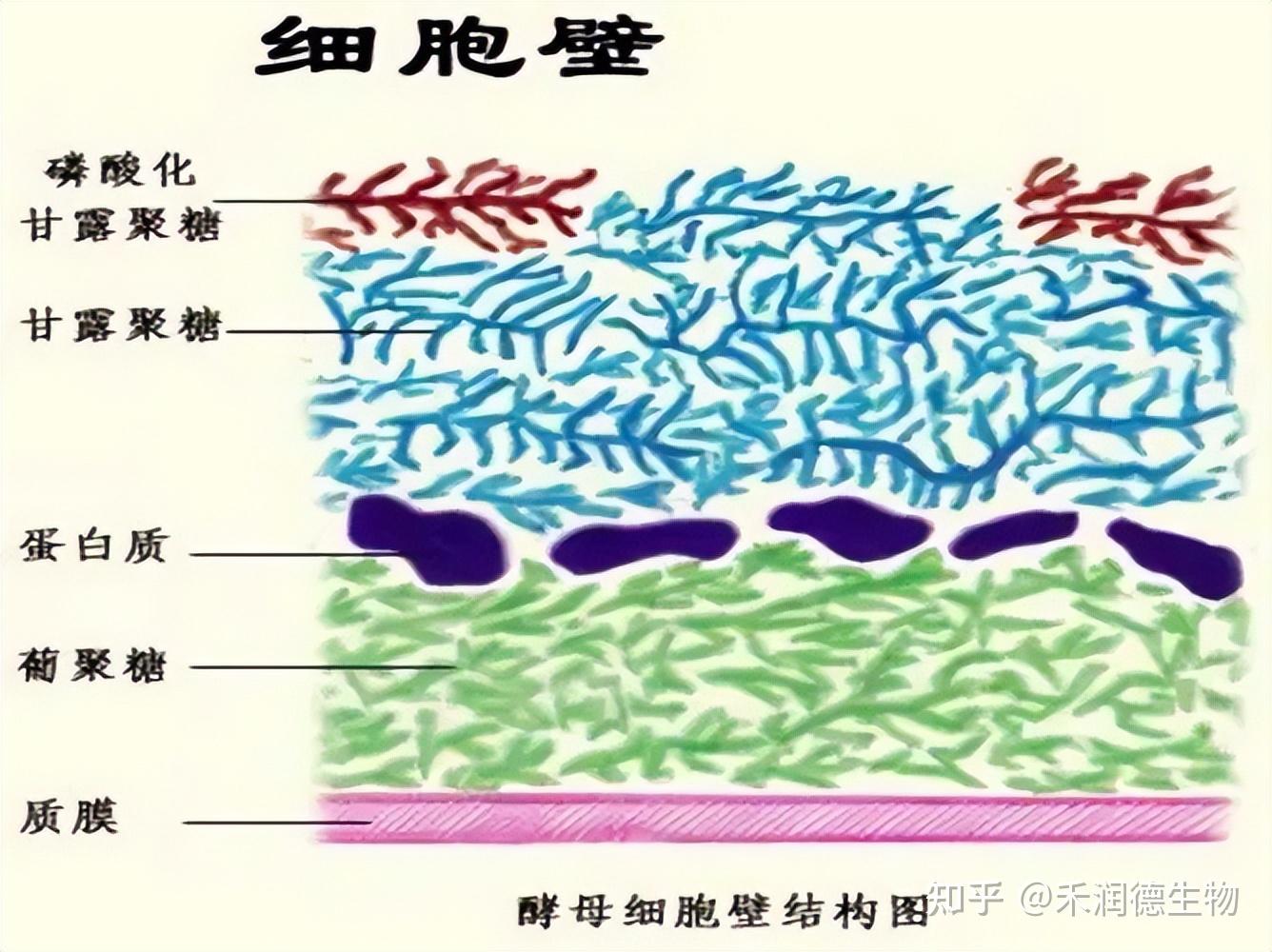 薄壁细胞详图图片