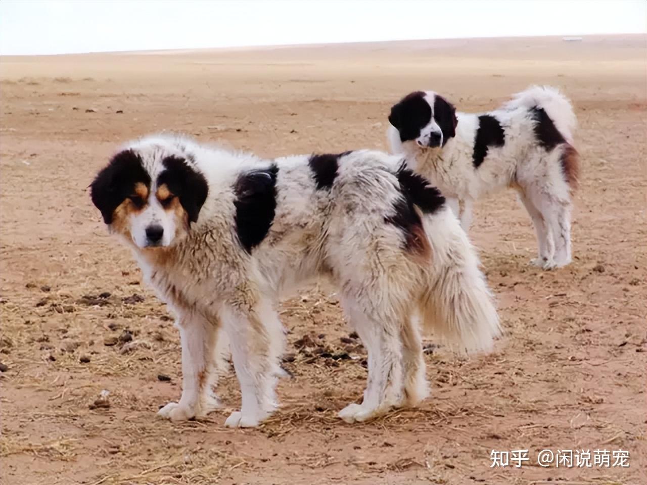 中国北方的