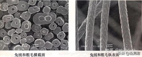 干货分享|各种动物毛发纤维大全 - 知乎