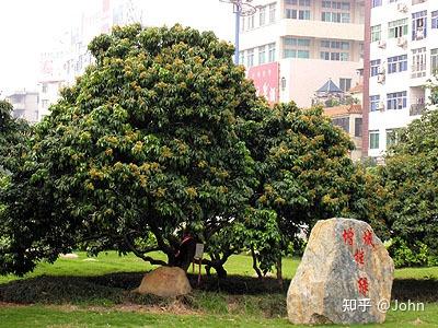 荔枝之——挂绿 - 知乎