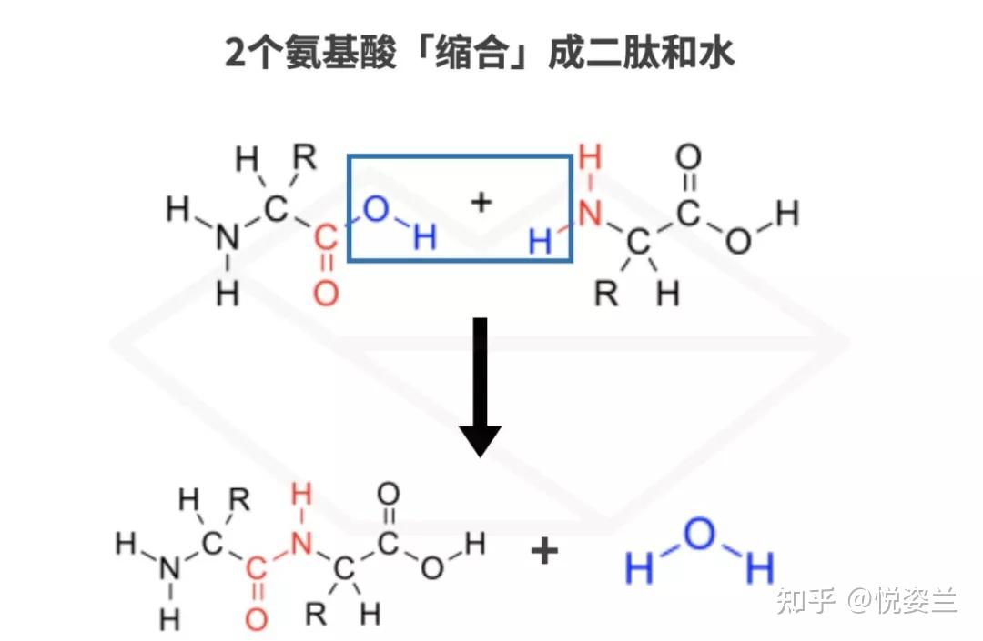 本质上,肽指的是氨基酸缩合后得到的,平时我们说的二肽,三肽,四肽这样