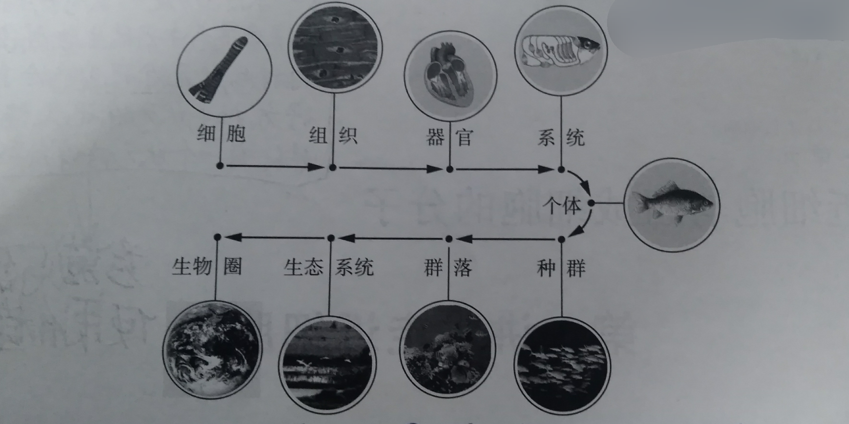 生命活動離不開細胞(1)單細胞生物:單細胞生物如草履蟲,細菌,藍藻