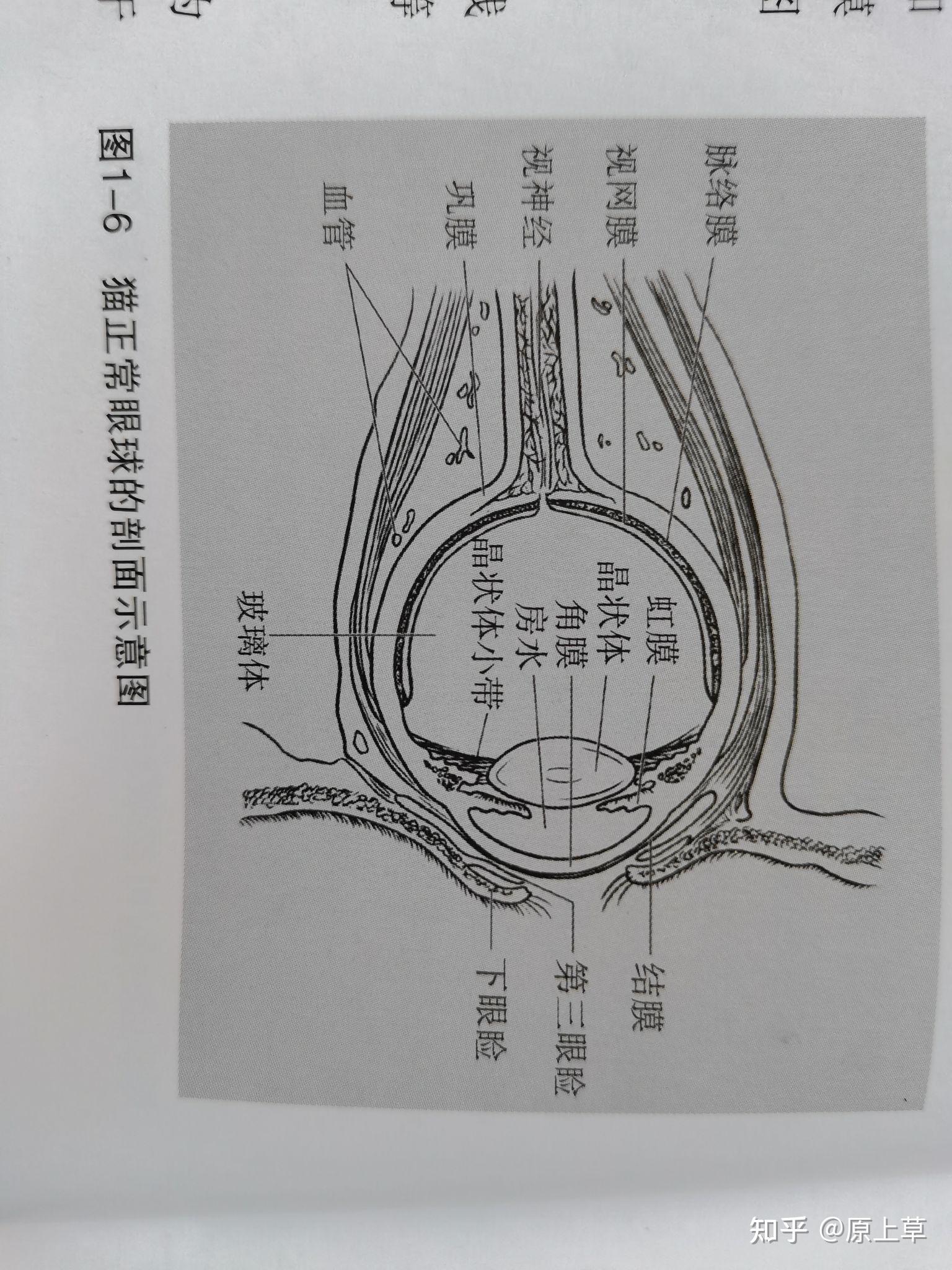 猫咪的眼球结构是怎样的