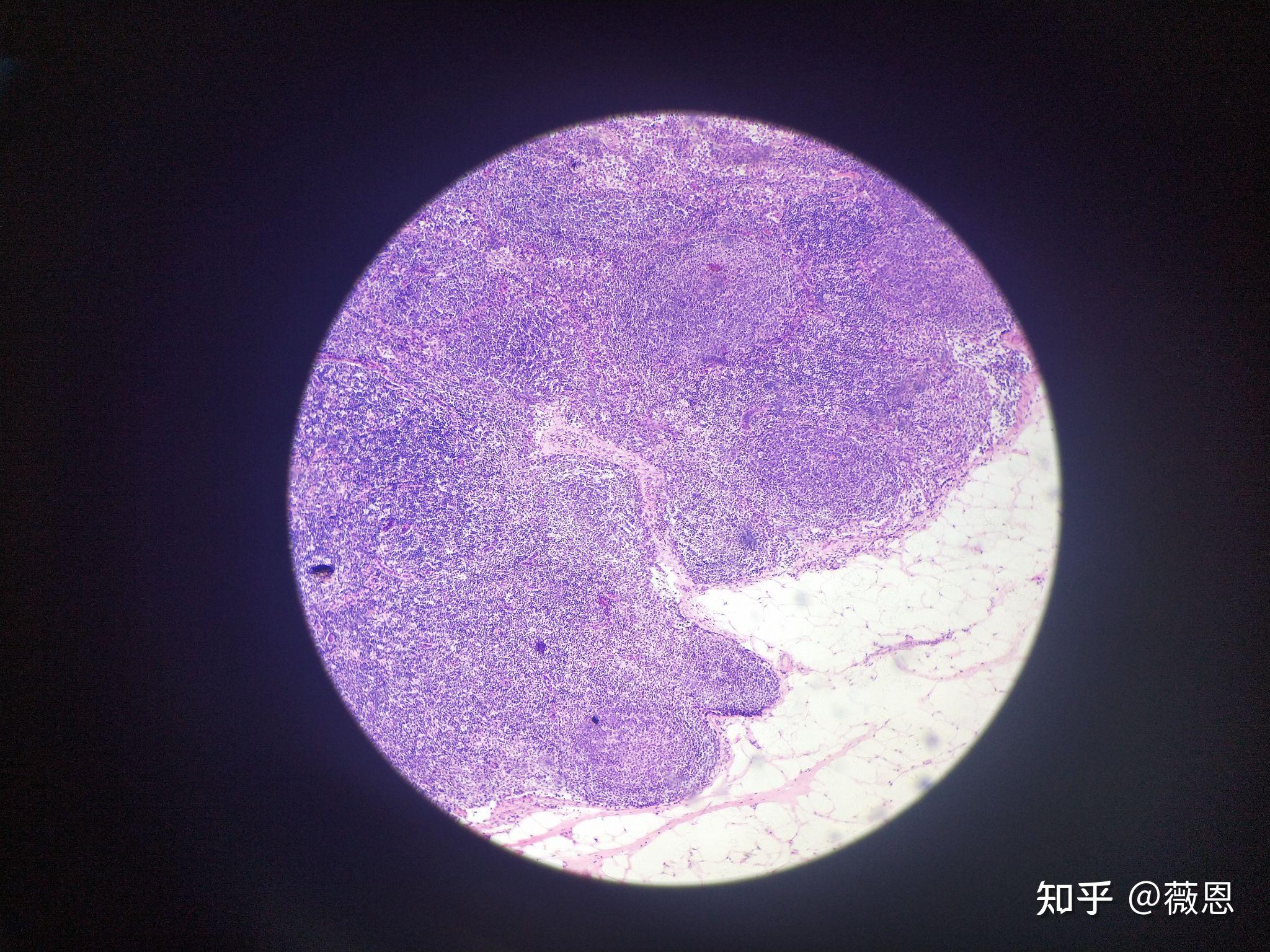 组织学与胚胎学切片观察2 - 知乎