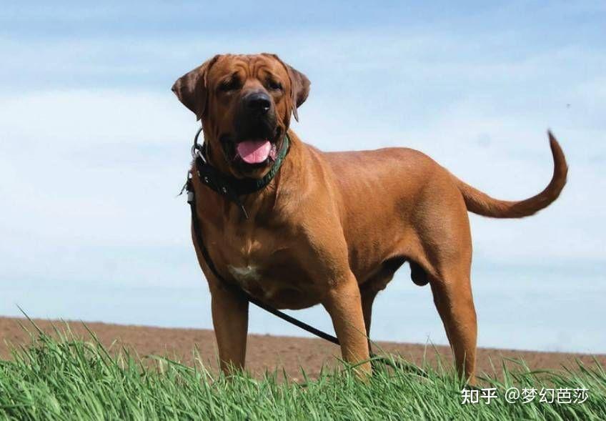 土佐犬真实图片