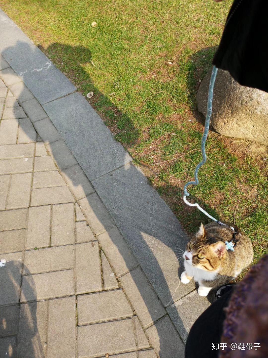 什么时候可以出去串门呀 v2-bba6850b58e8c5e29781eb10a5a5bc45_r.jpg