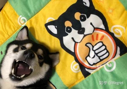 柴犬小课堂之解析黑柴