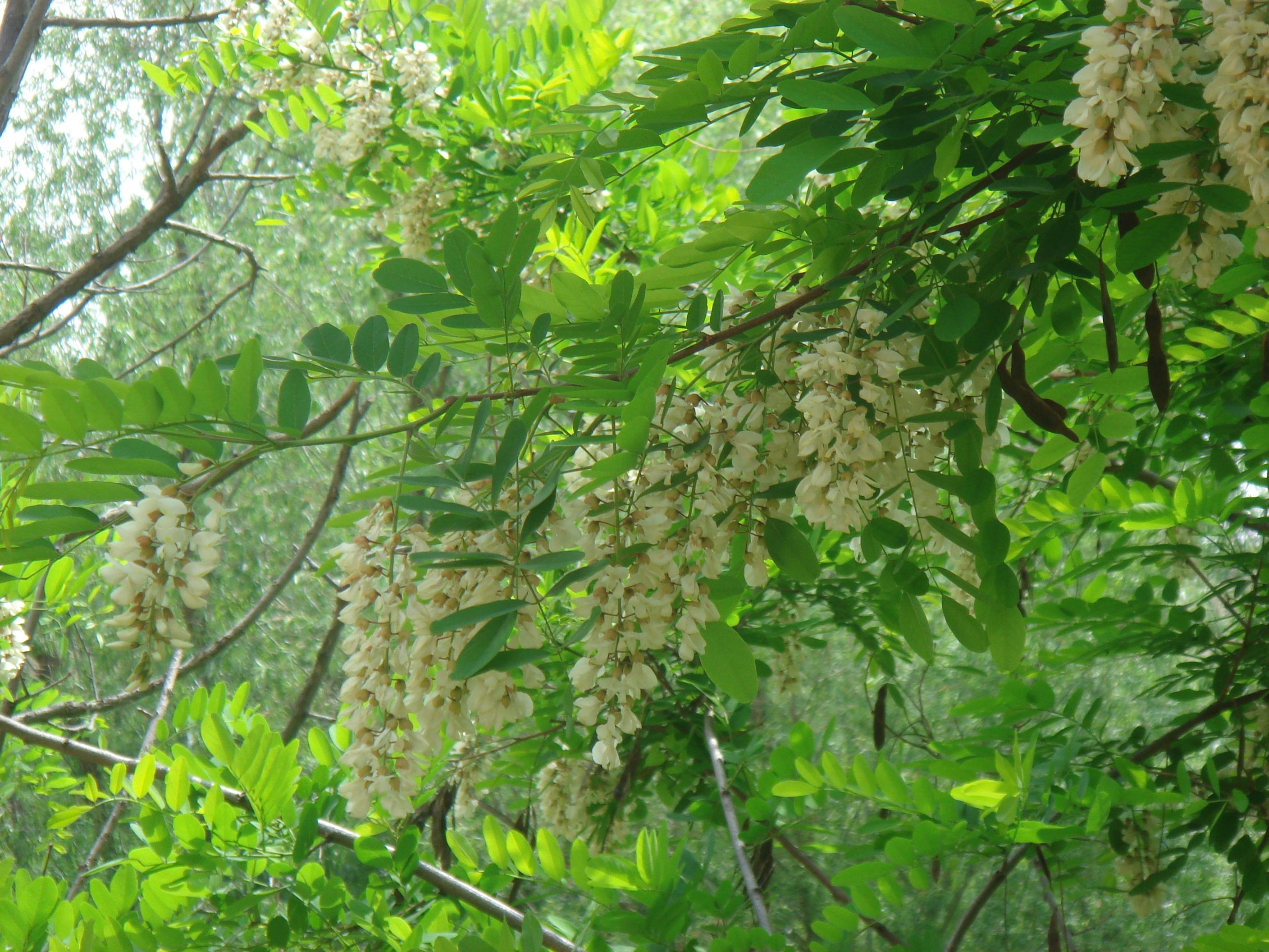 散步路上的黄芦木和其它花2019年5月9日
