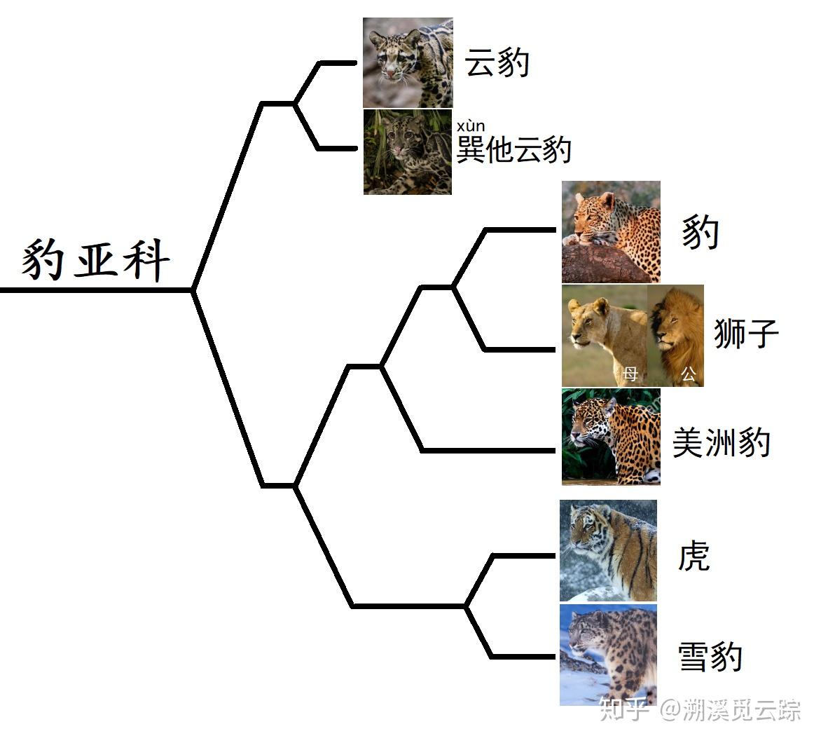 优享资讯 有哪些常被认错的动物 优享资讯 有哪些常被认错的动物