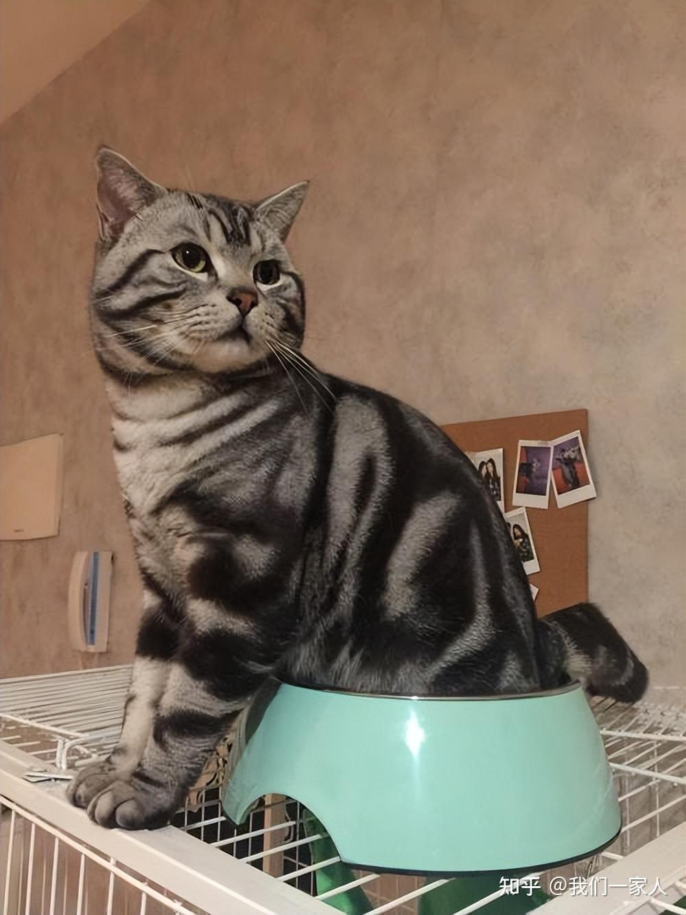 最适合陪伴孩子长大的5种猫家有小孩的了解一下