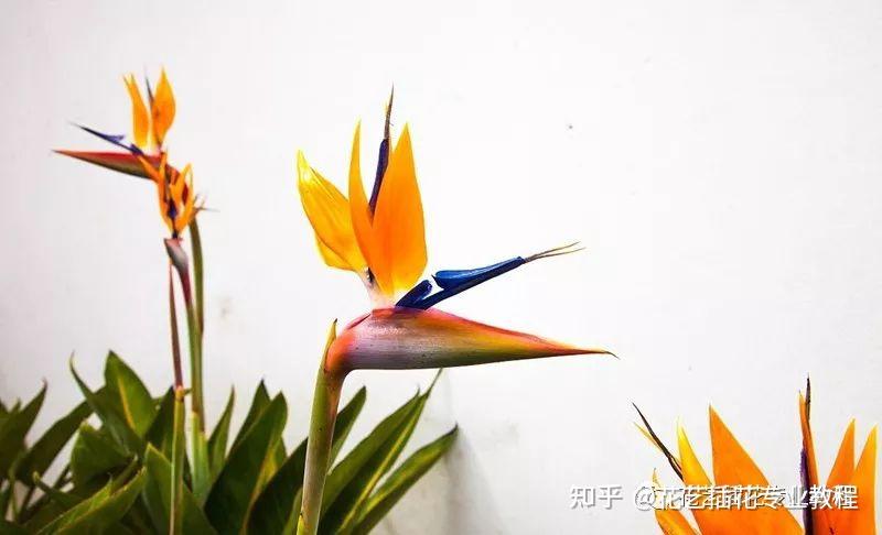 花艺学习丨花艺中主花材,副花材,补花材指的是什么?如何应用? - 知乎