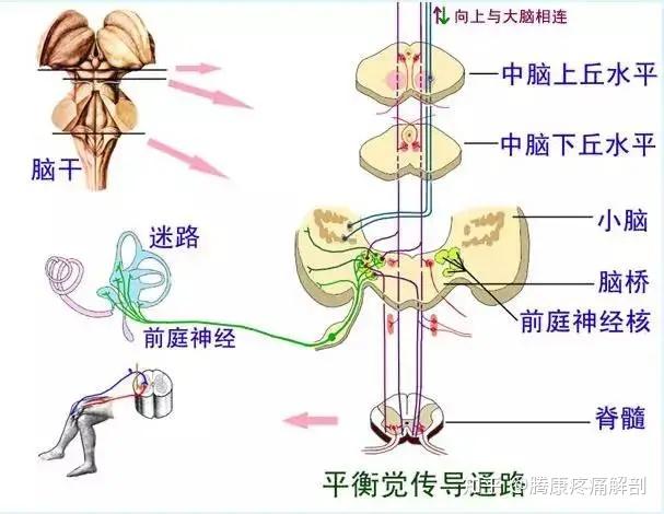 导致眩晕的关键因素之一,前庭感觉系统 - 知乎