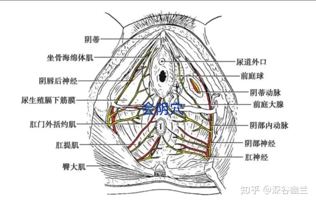 透过会阴穴了解病变 知乎 2962