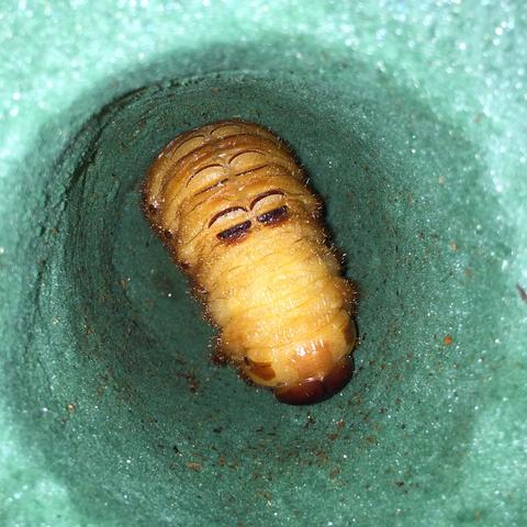 独角仙幼虫很便宜,几块钱一条,买一公一母,方便以后繁殖.