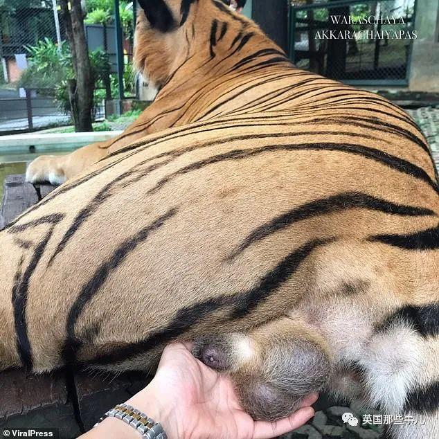 换个角度:然后又抓起老虎的蛋蛋拍照:照片里,她先是跟老虎自拍