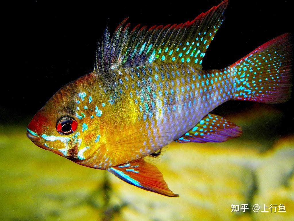 热带鱼喂食多少-小型热带鱼一般怎么喂养？