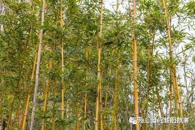 竹与景观结合的设计手法 - 知乎