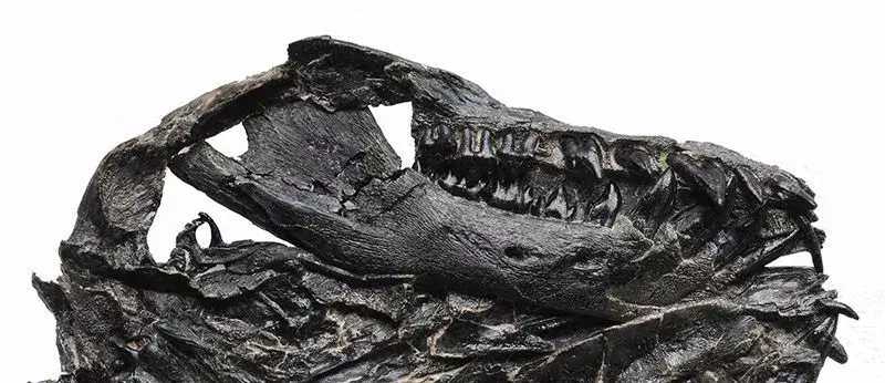 这块化石属于老鼠大小的胡氏辽尖齿兽.