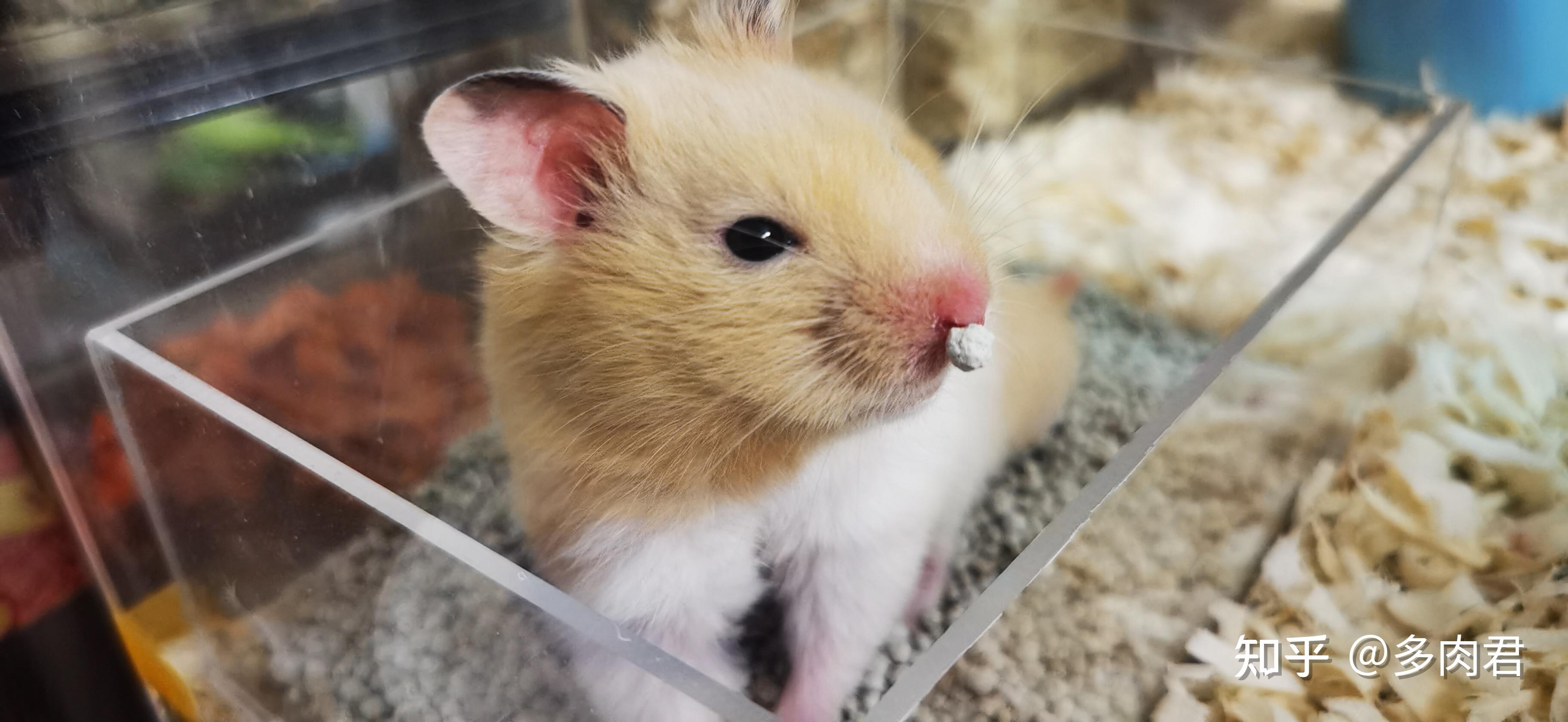 仓鼠用品推荐仓鼠养殖攻略含跑轮宠物消毒液垫料等推荐