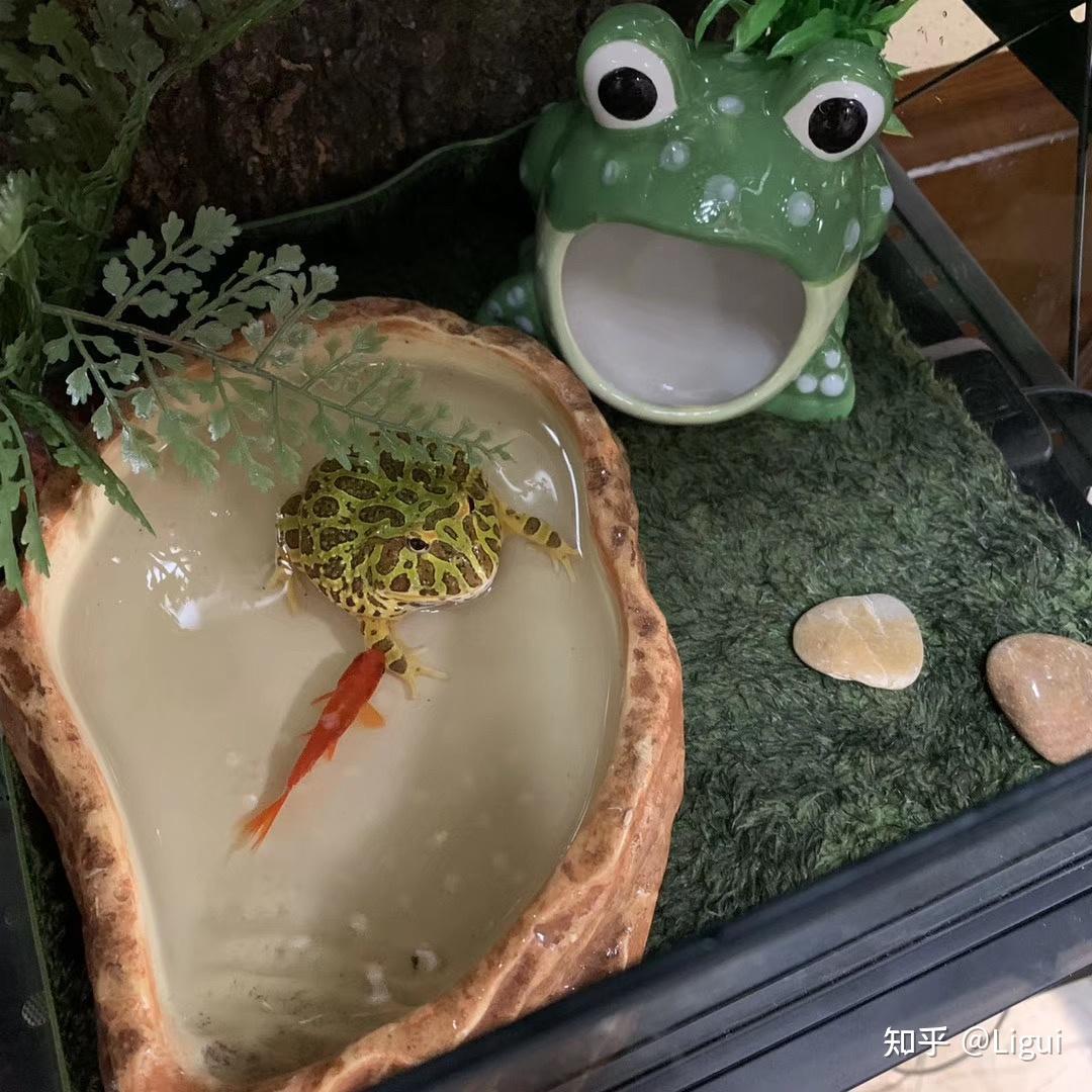 角蛙饲养二之环境布置